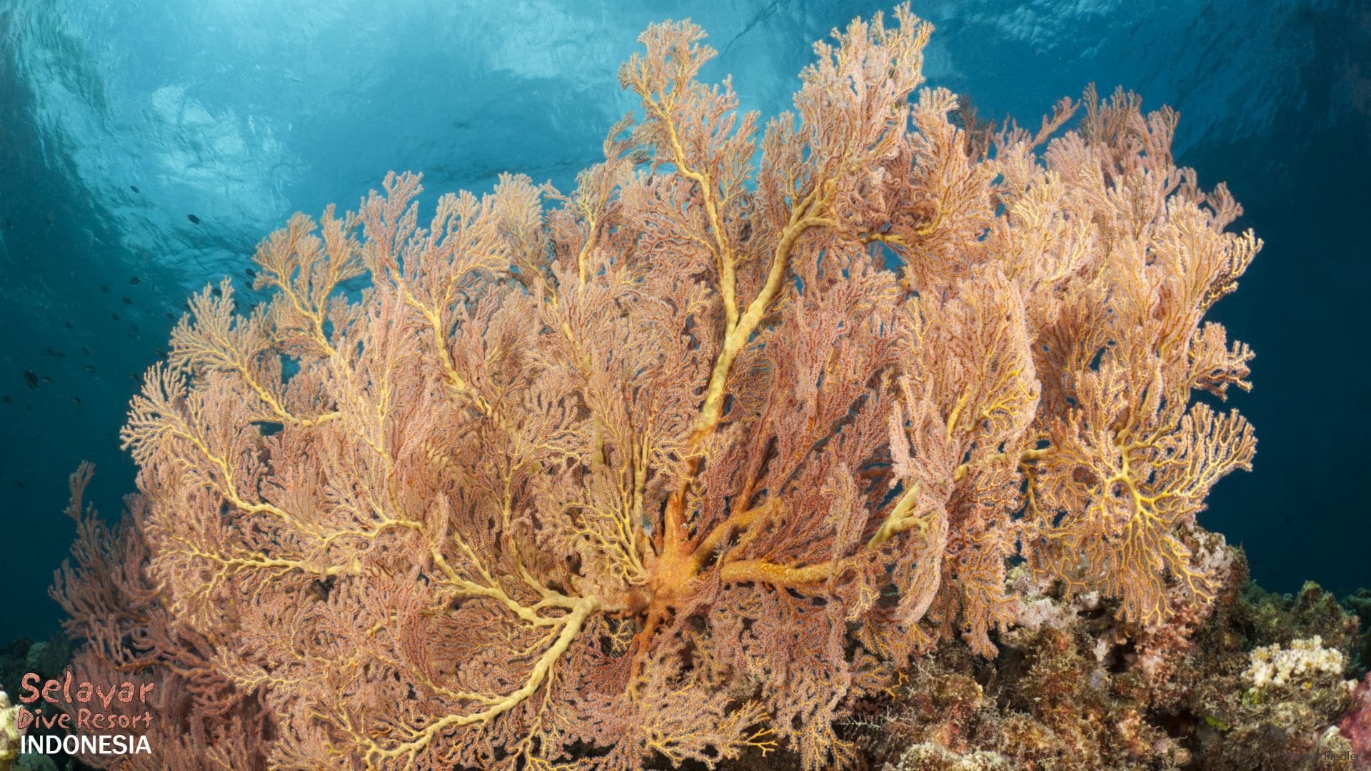 dive wakatobi Indonesia like