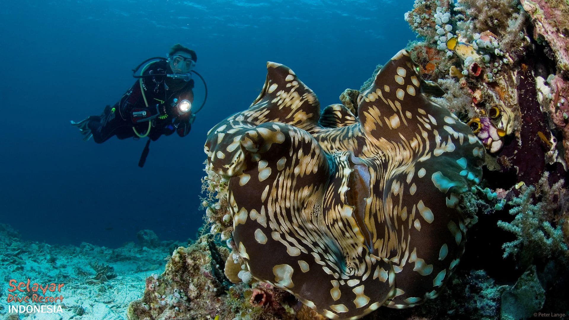 diving holiday Indonesia South Sulawesi