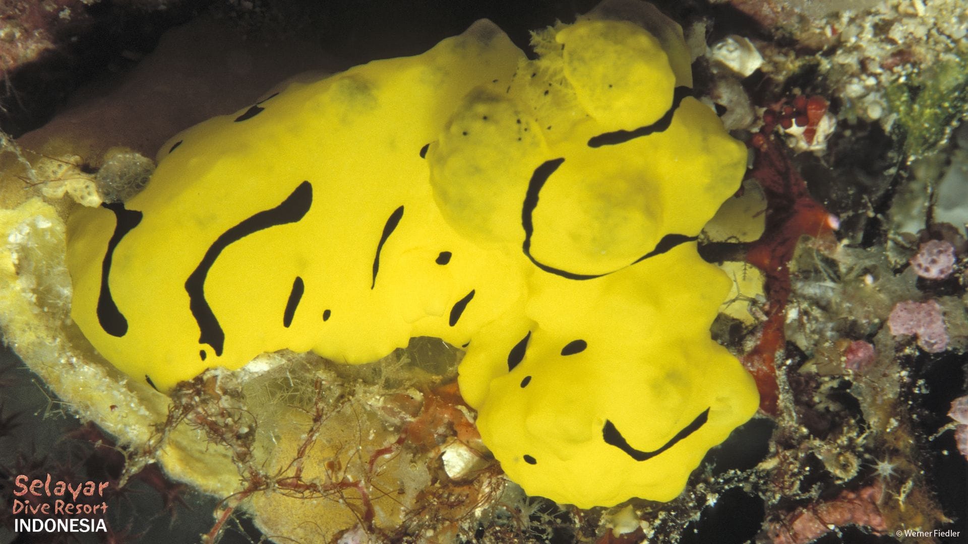 Diving Indonesia South Sulawesi