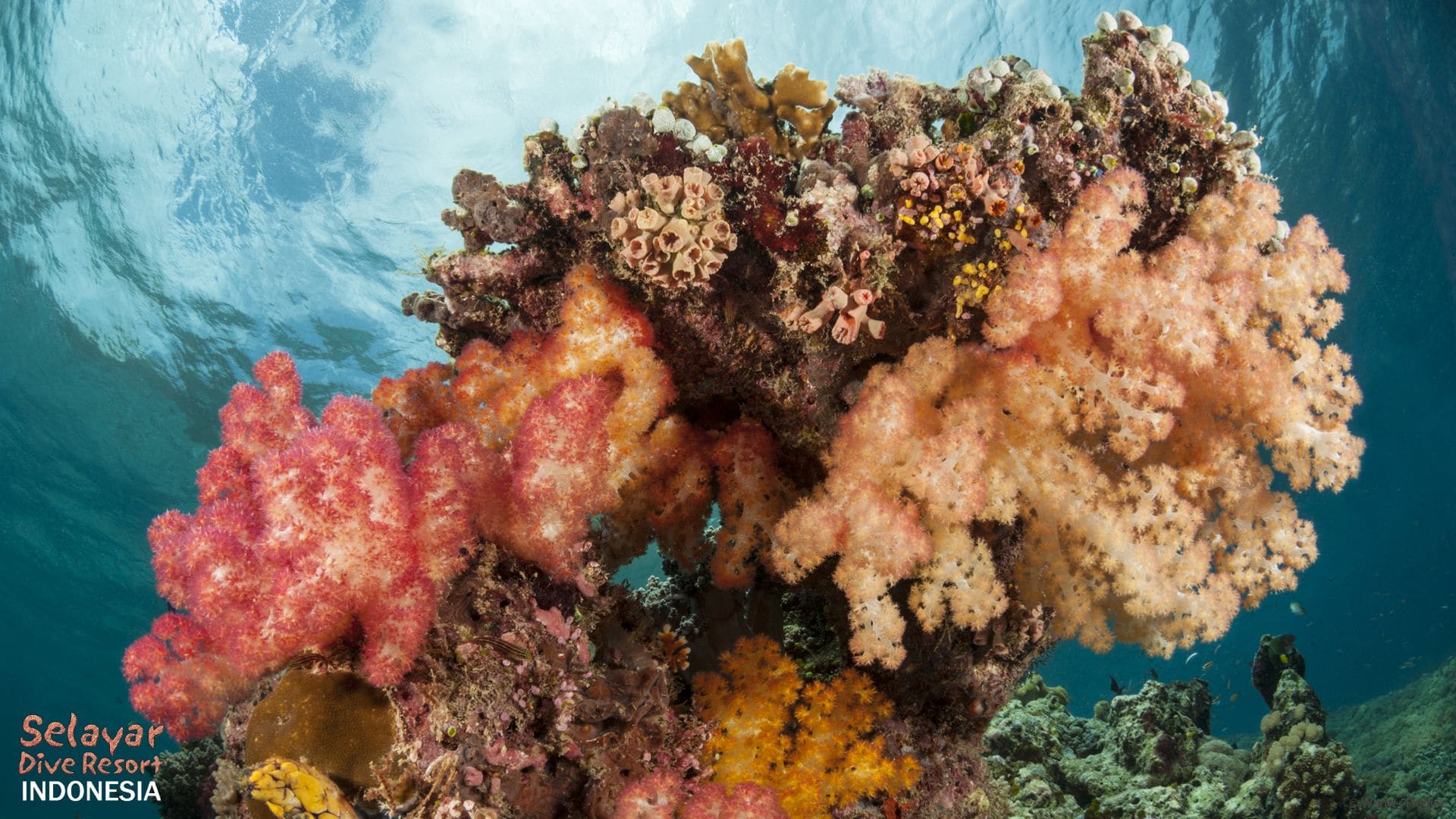 Diving Indonesia Sulawesi Resort