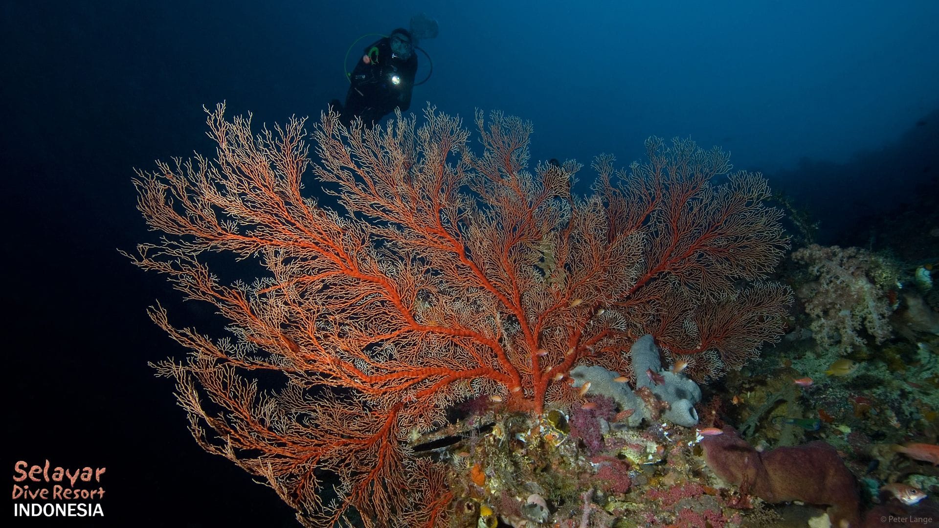 Eco Dive Resort Indonesia South Sulawesi