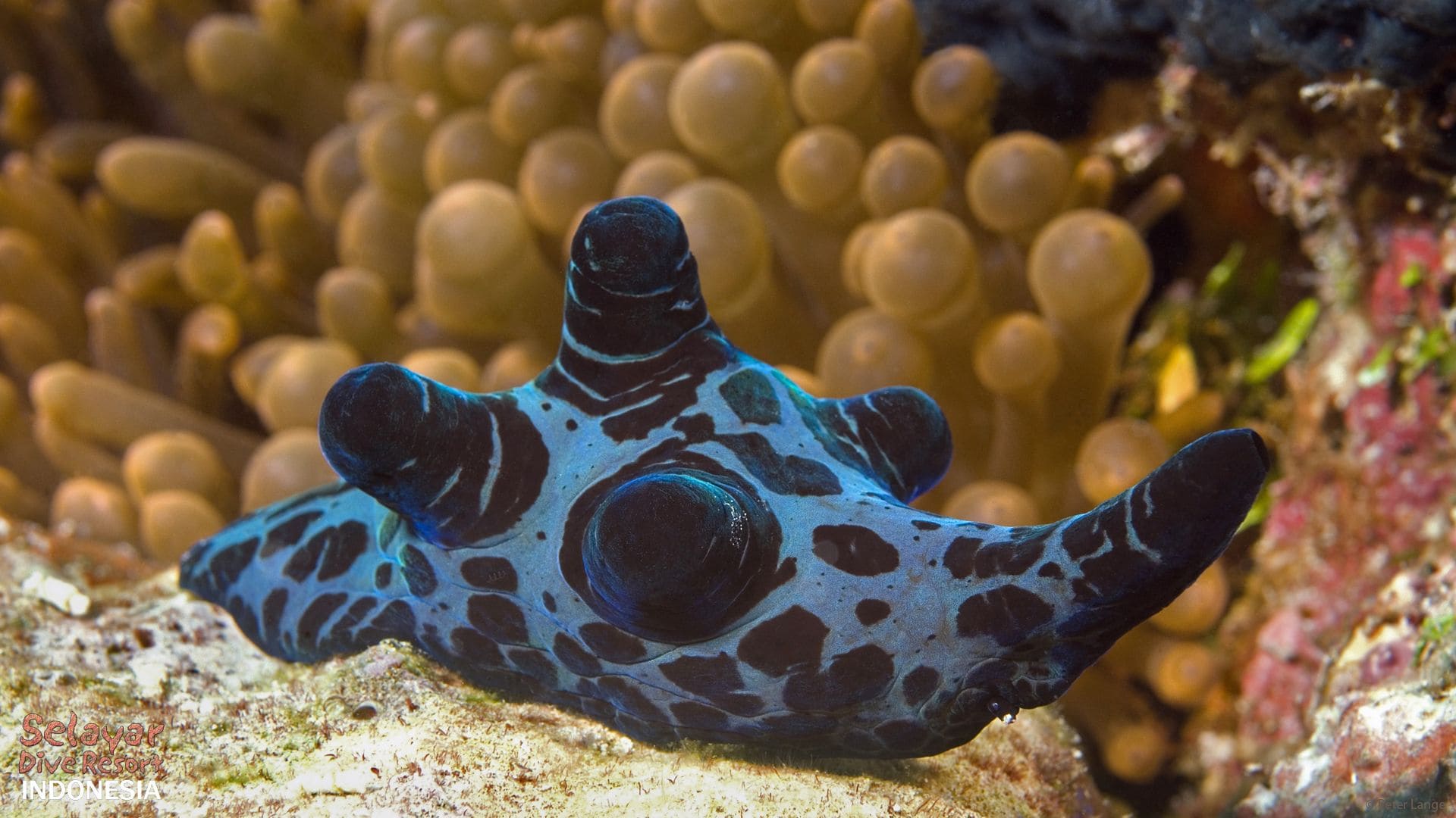 eco resort diving Indonesia