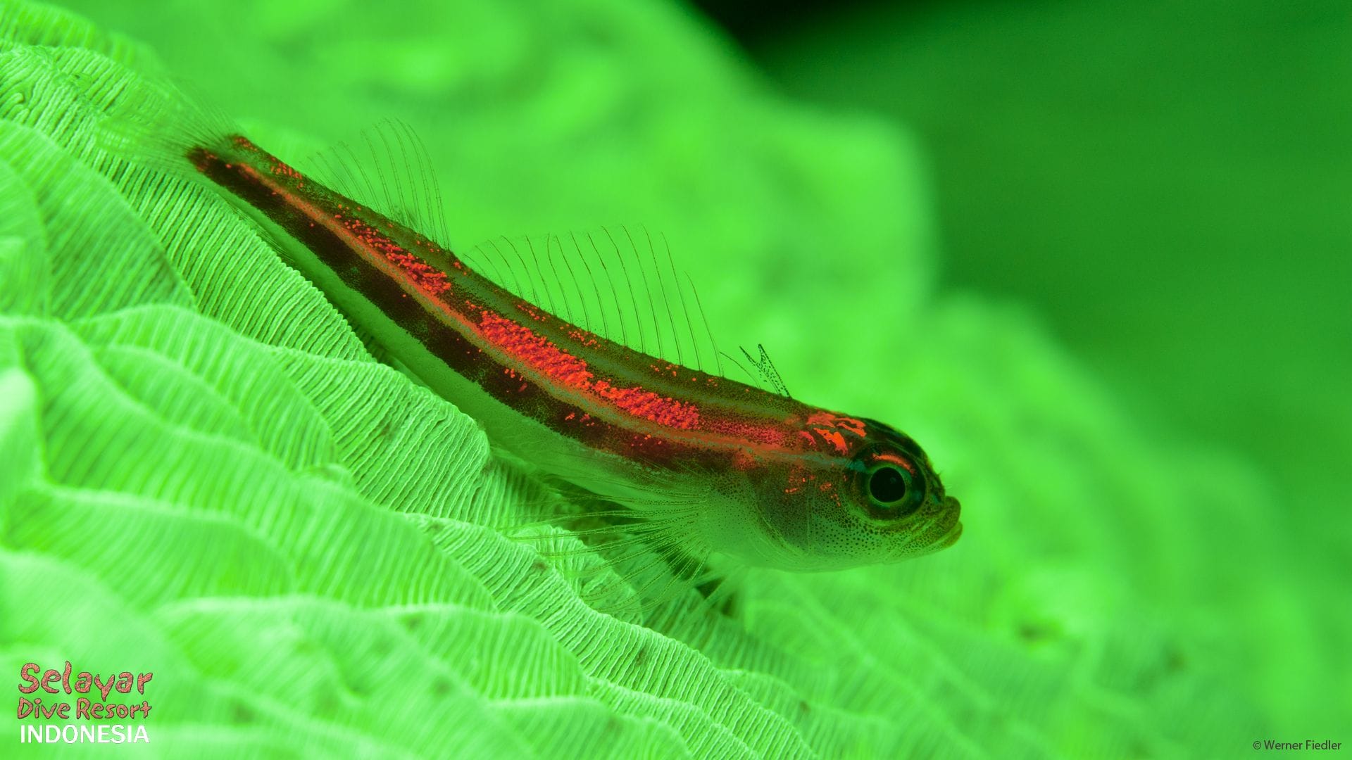 Fluo or Fluoro diving Indonesia