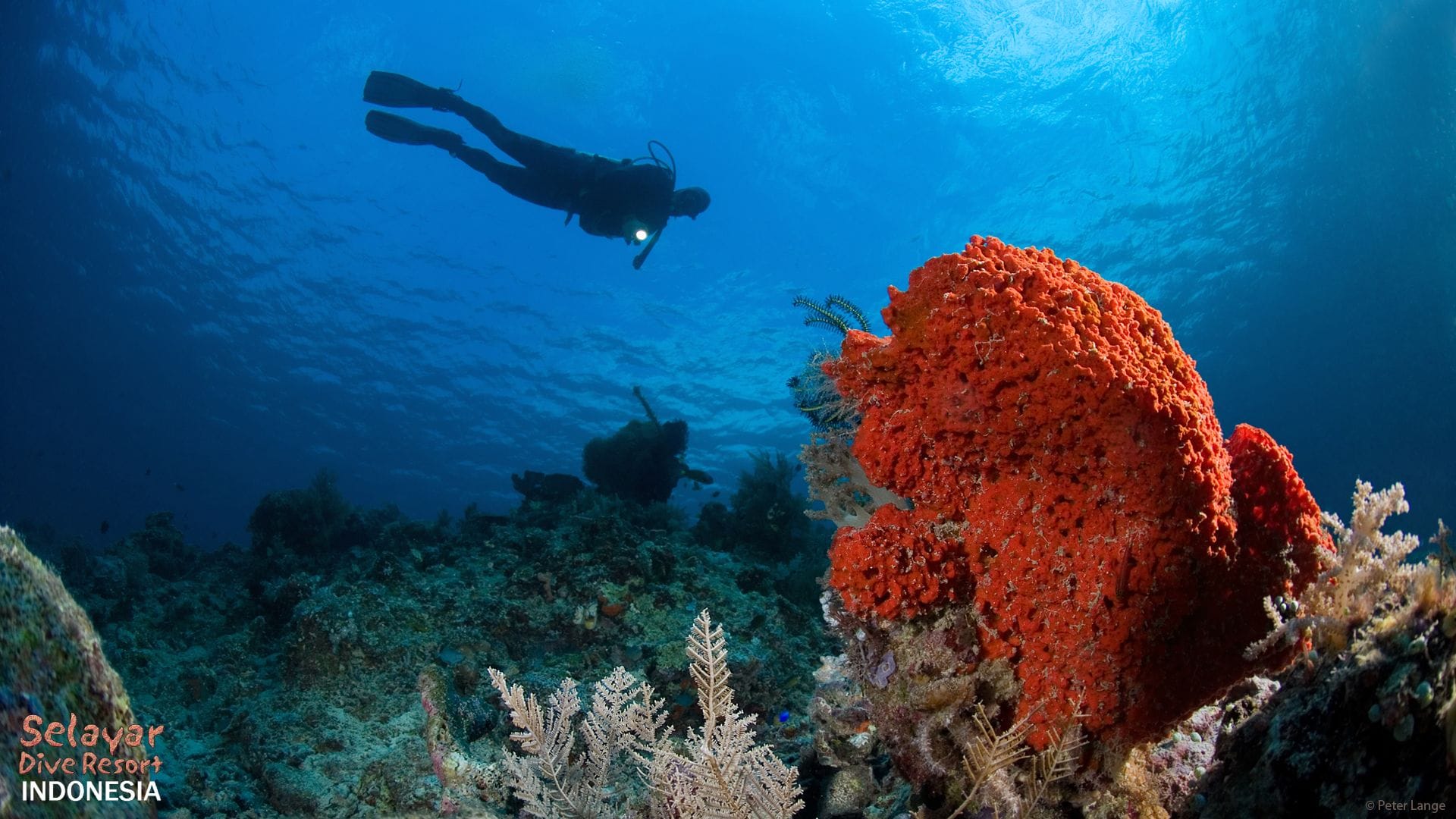 House Reef Indonesia