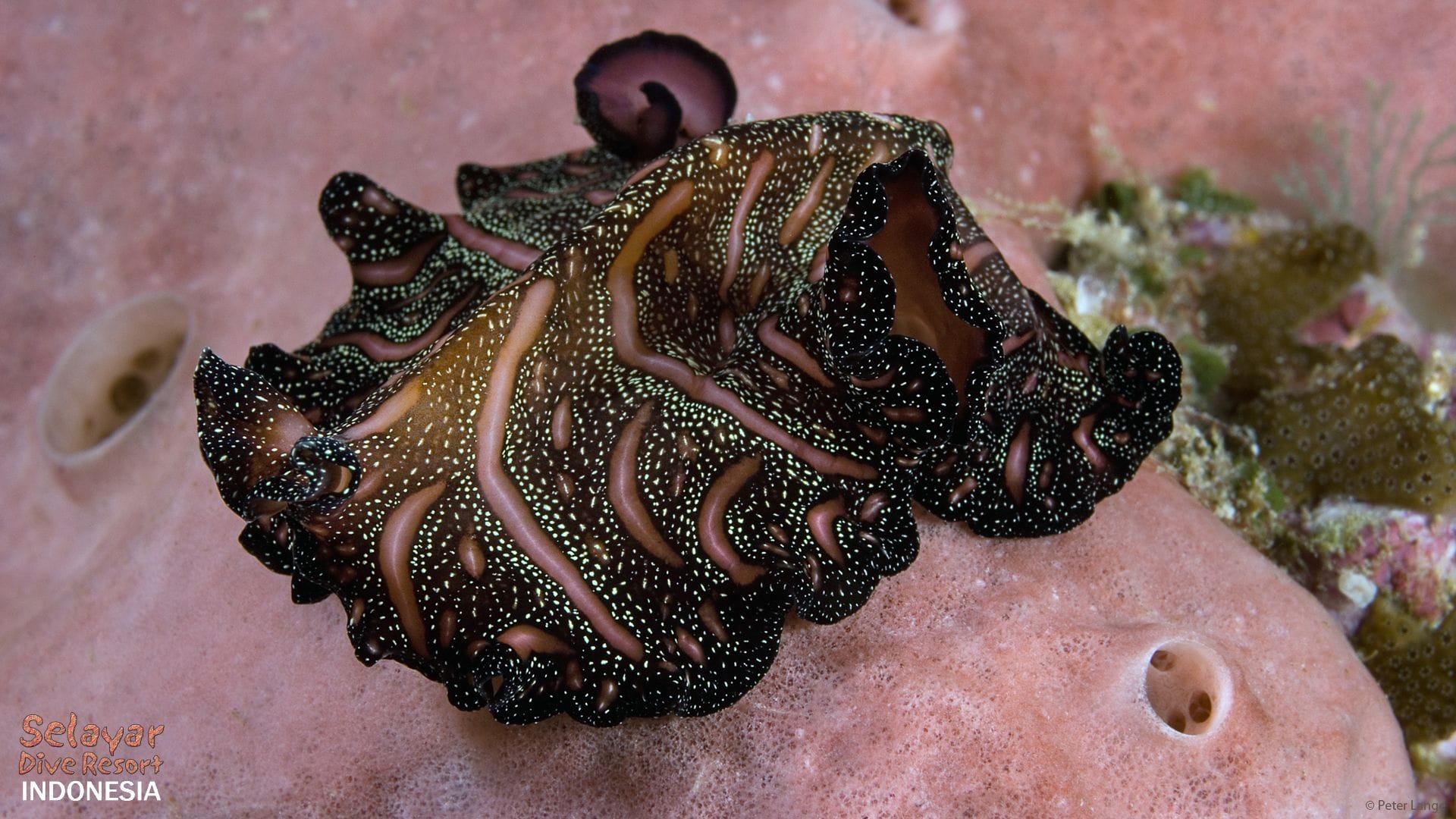 All Inclusive dive resort Sulawesi