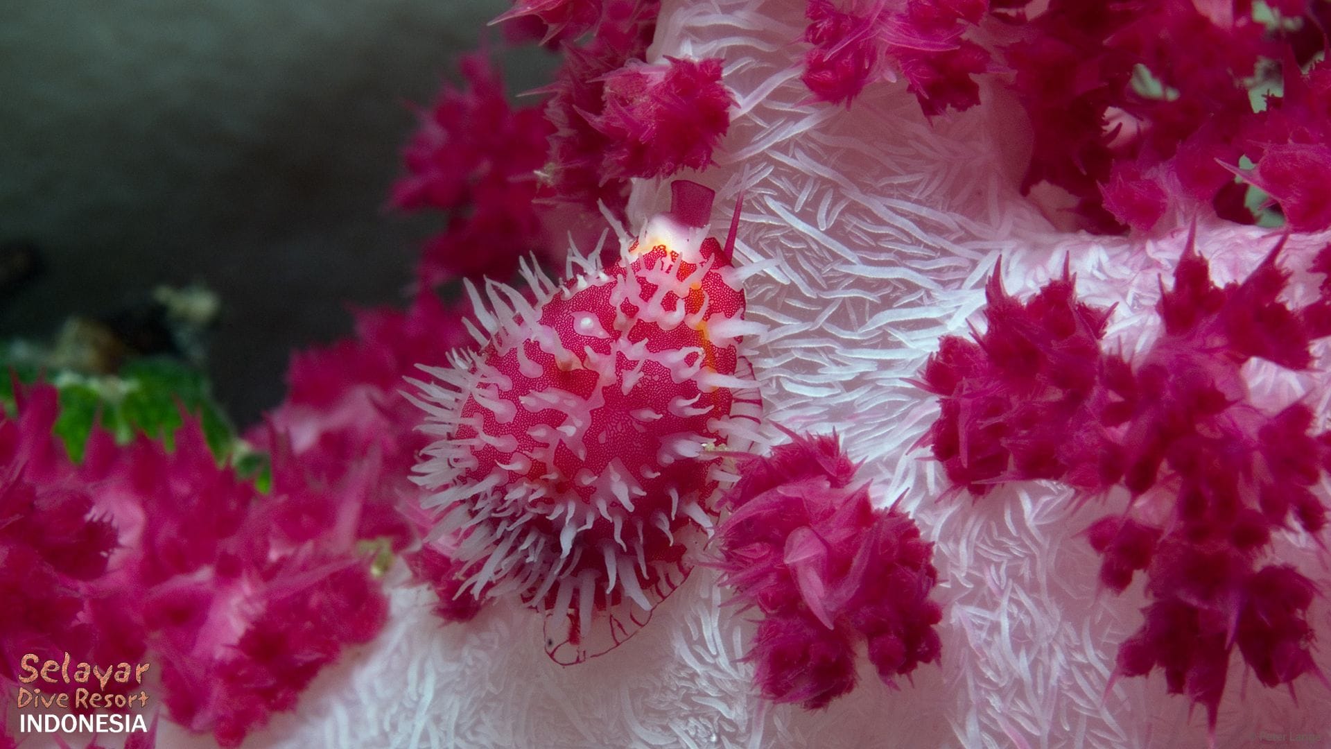 macro diving house reef