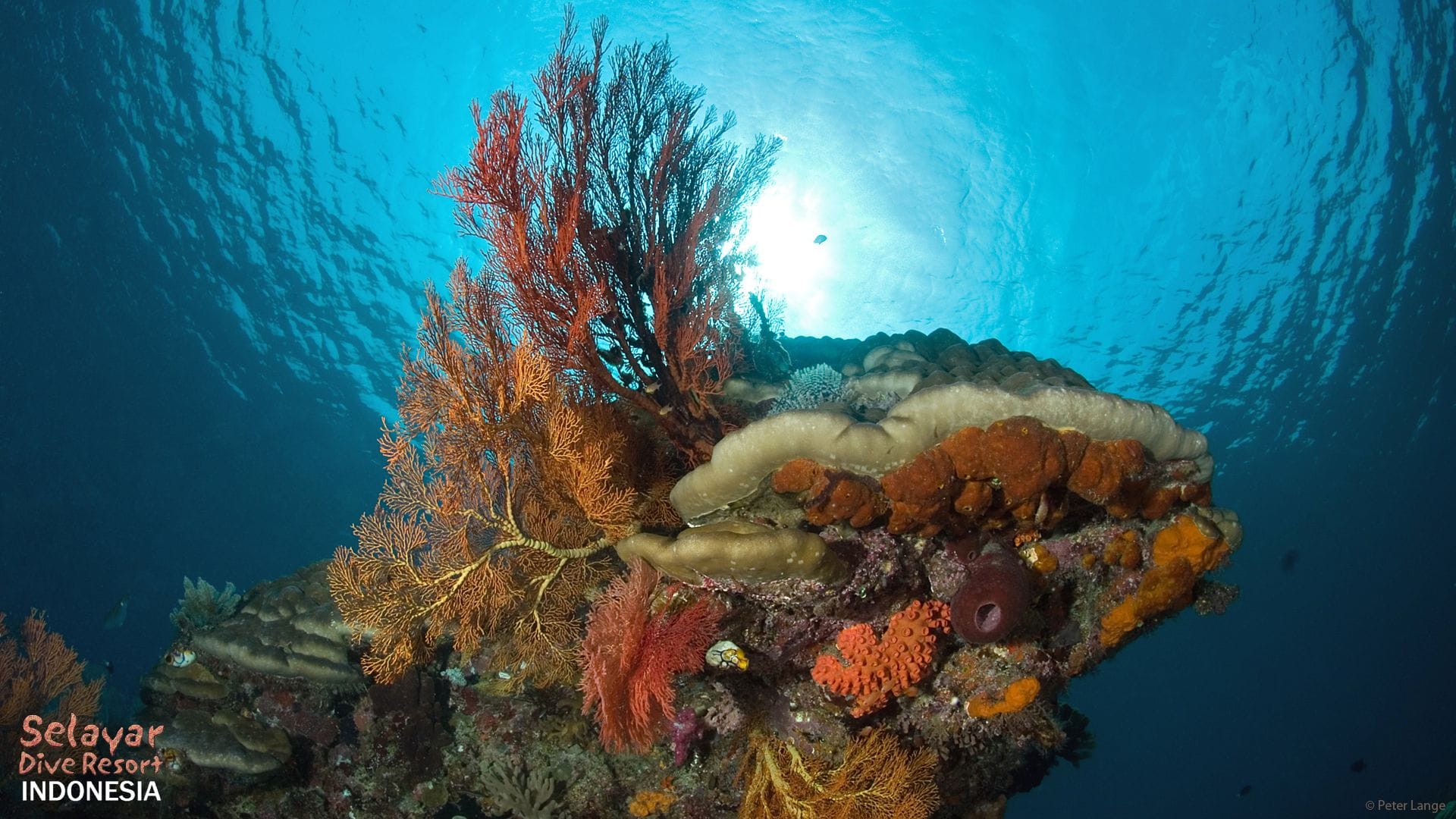 marine park Indonesia Sulawesi