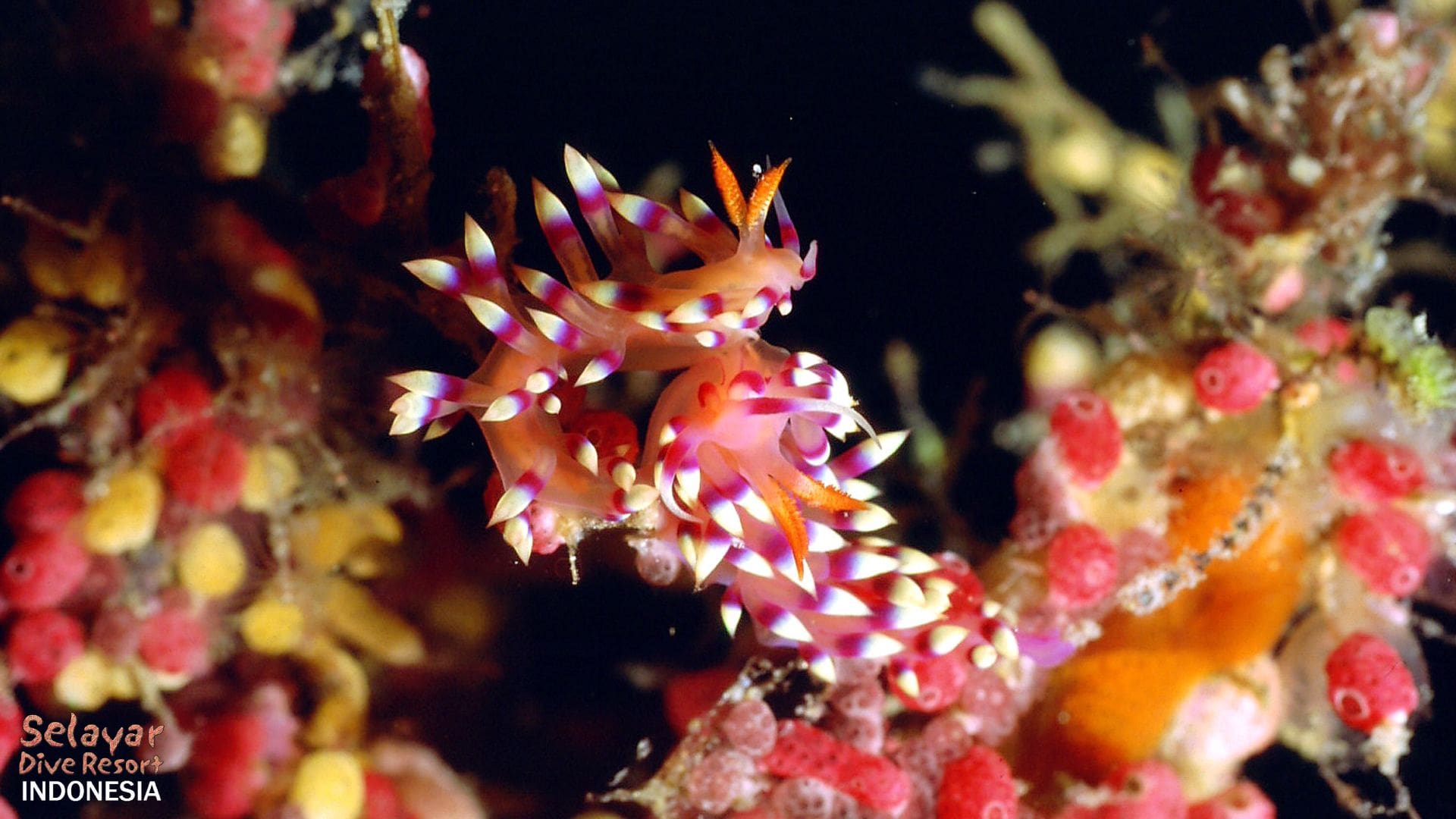 Dive Indonesia South Sulawesi
