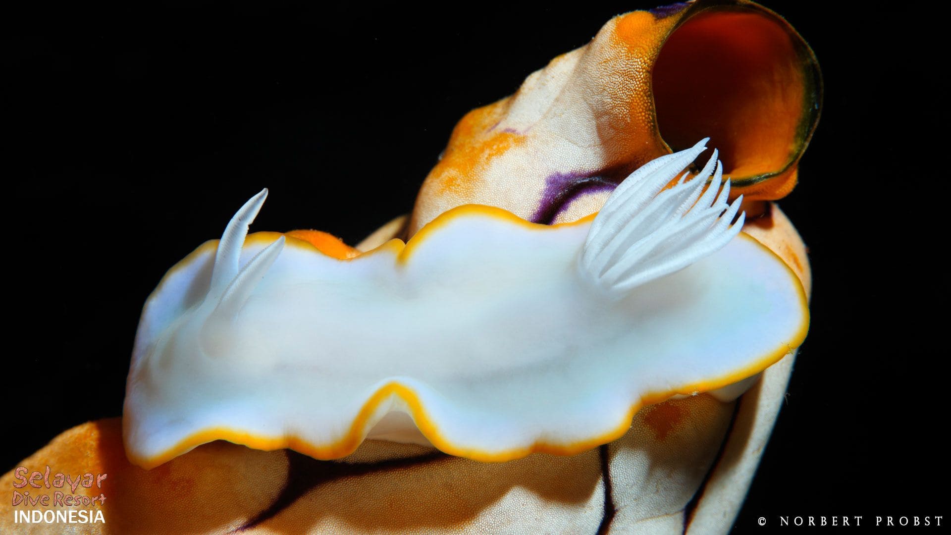 diving South Sulawesi
