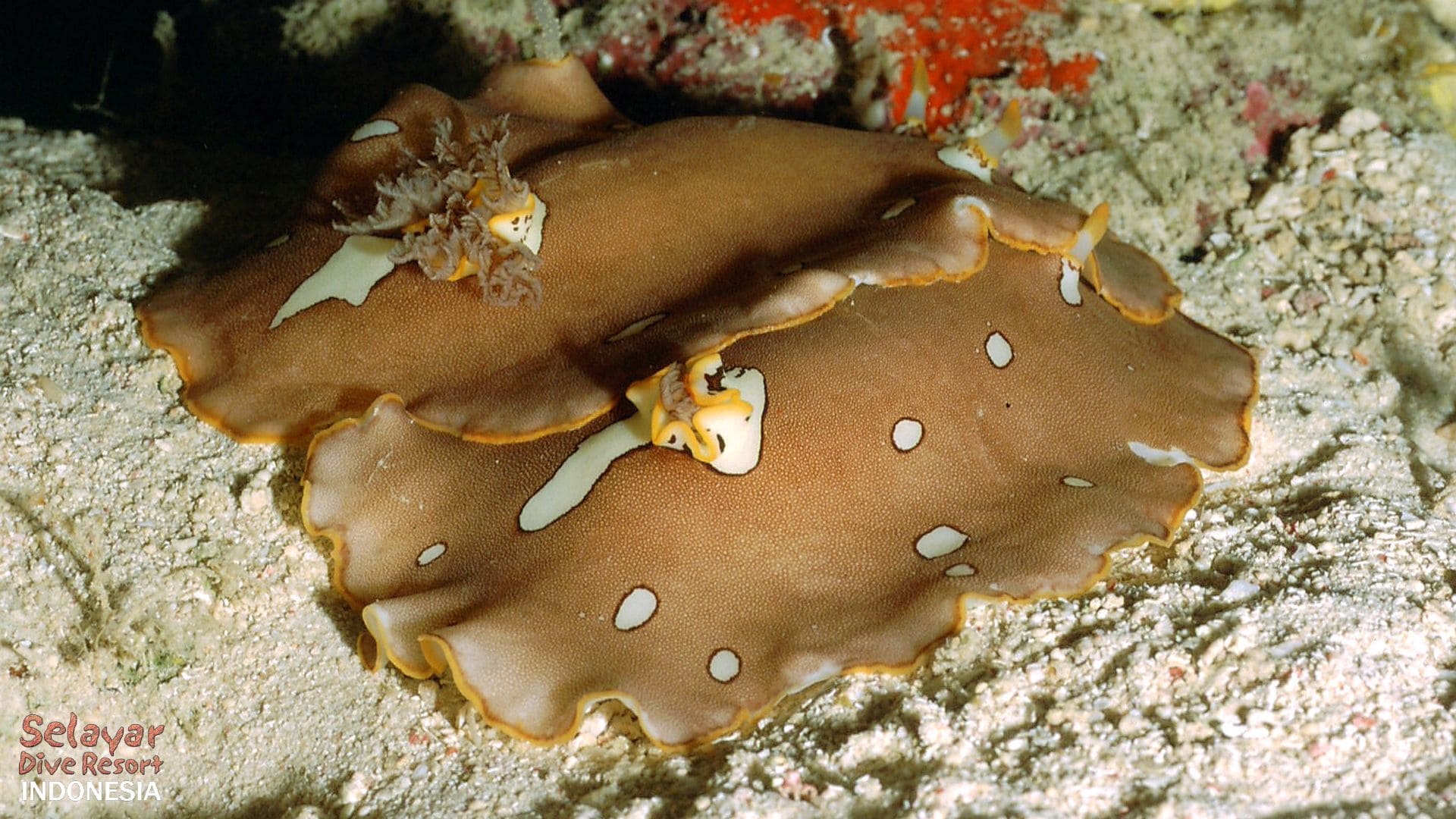 Nudibranch photography Sulawesi Indonesia
