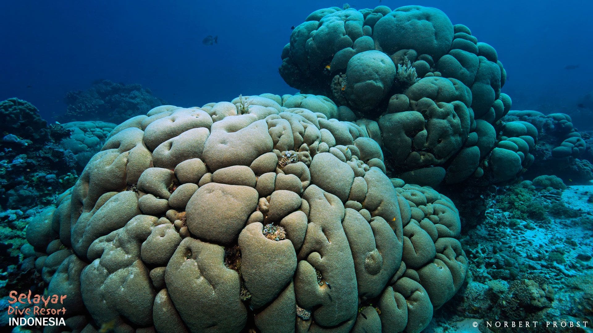 coral reef Indonesia