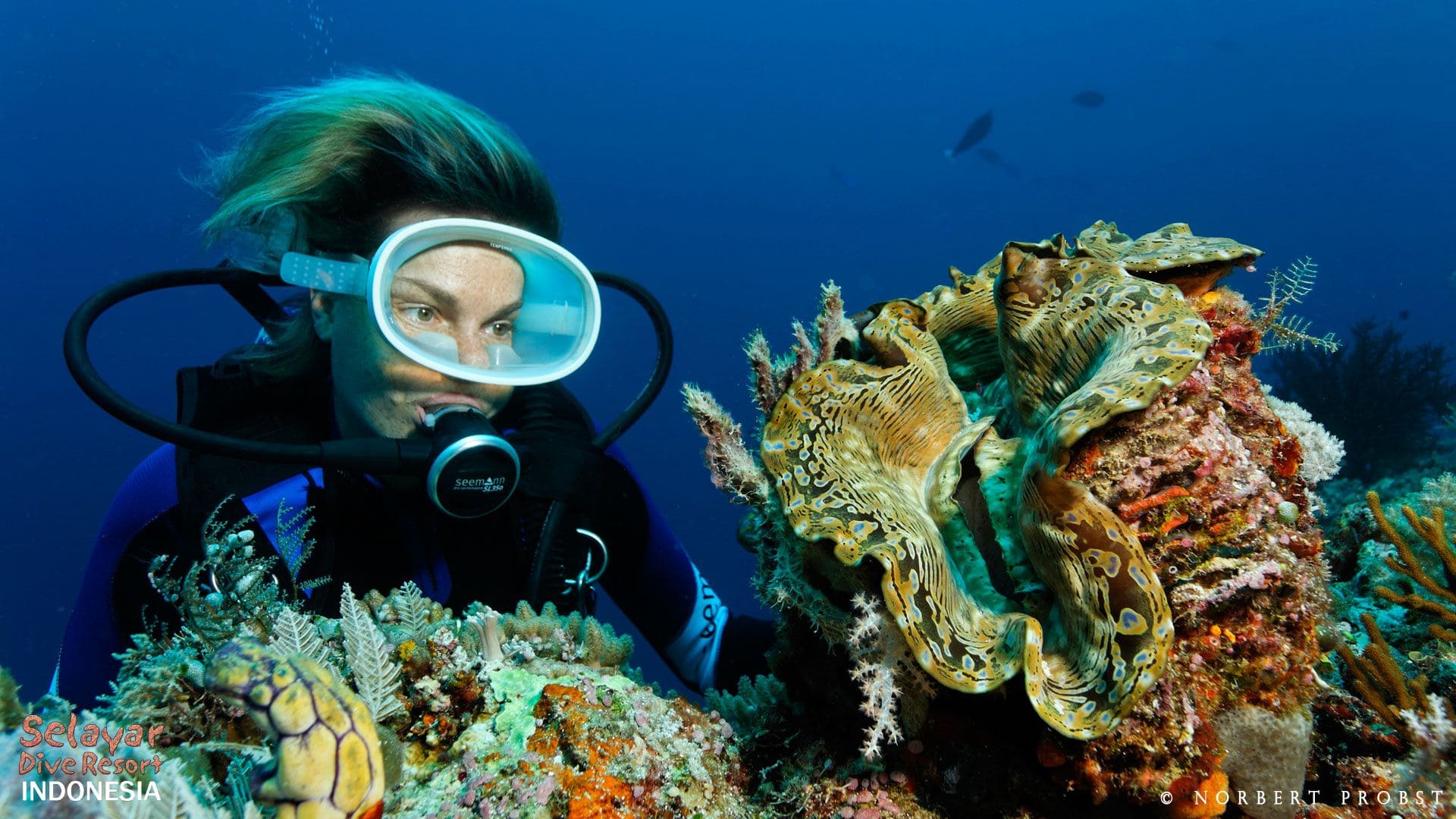 Sulawesi coral reef Indonesia