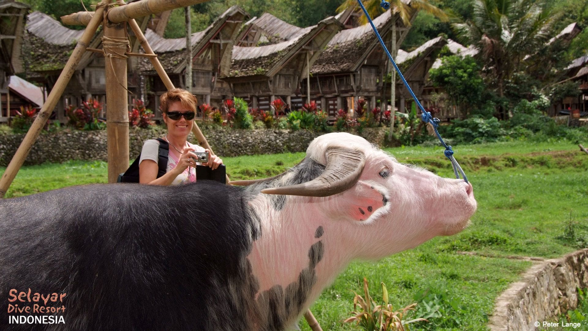 Tana Toraja Buffalo