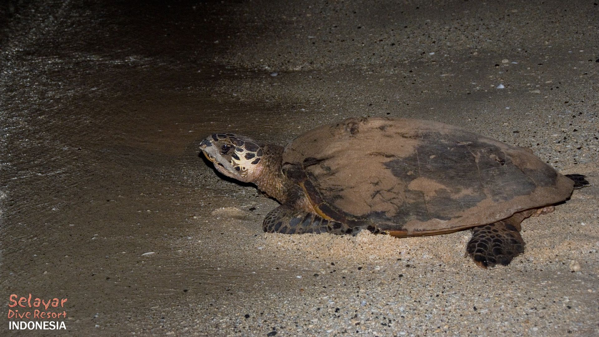 Turtle hatching nesting south Sulawesi