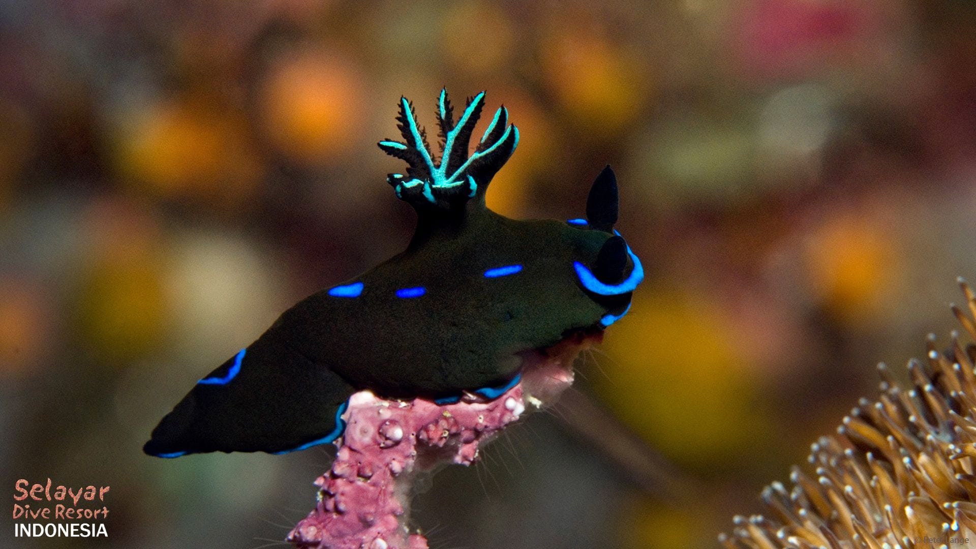 Underwater photography Indonesia