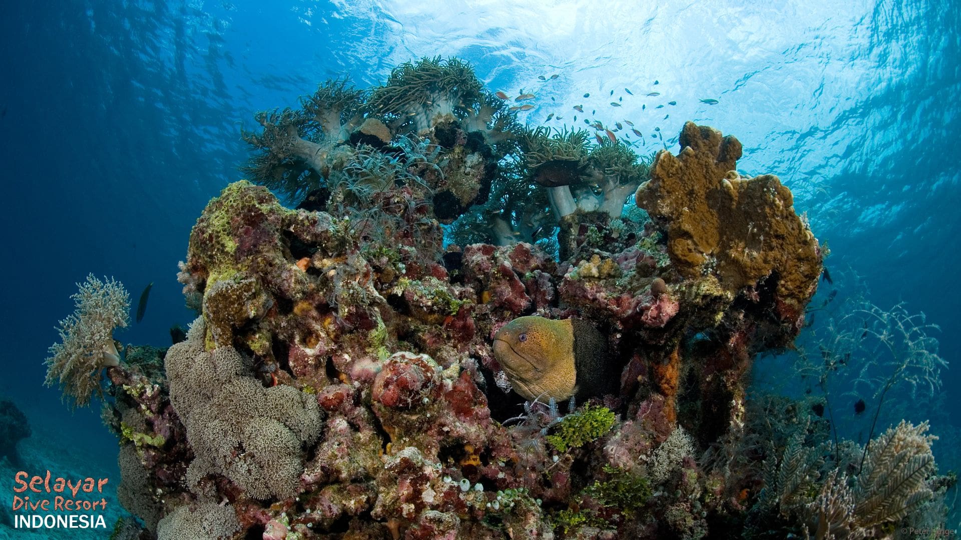 dive like Wakatobi Indonesia South Sulawesi