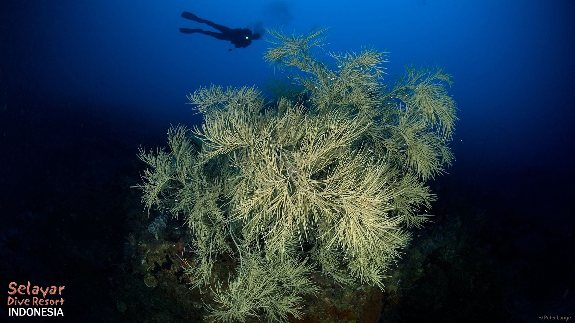 wall diving Indonesia South Sulawesi