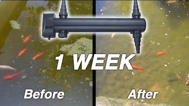 Jebao UV Sterilizer Review After One Week