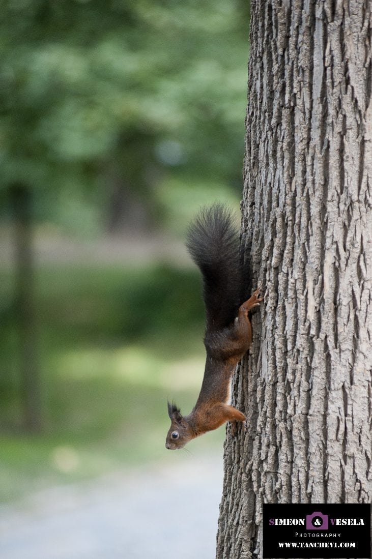 Сватбата на Деси и Борис - Сватбен фотограф и сватбен видео оператор в Пловдив