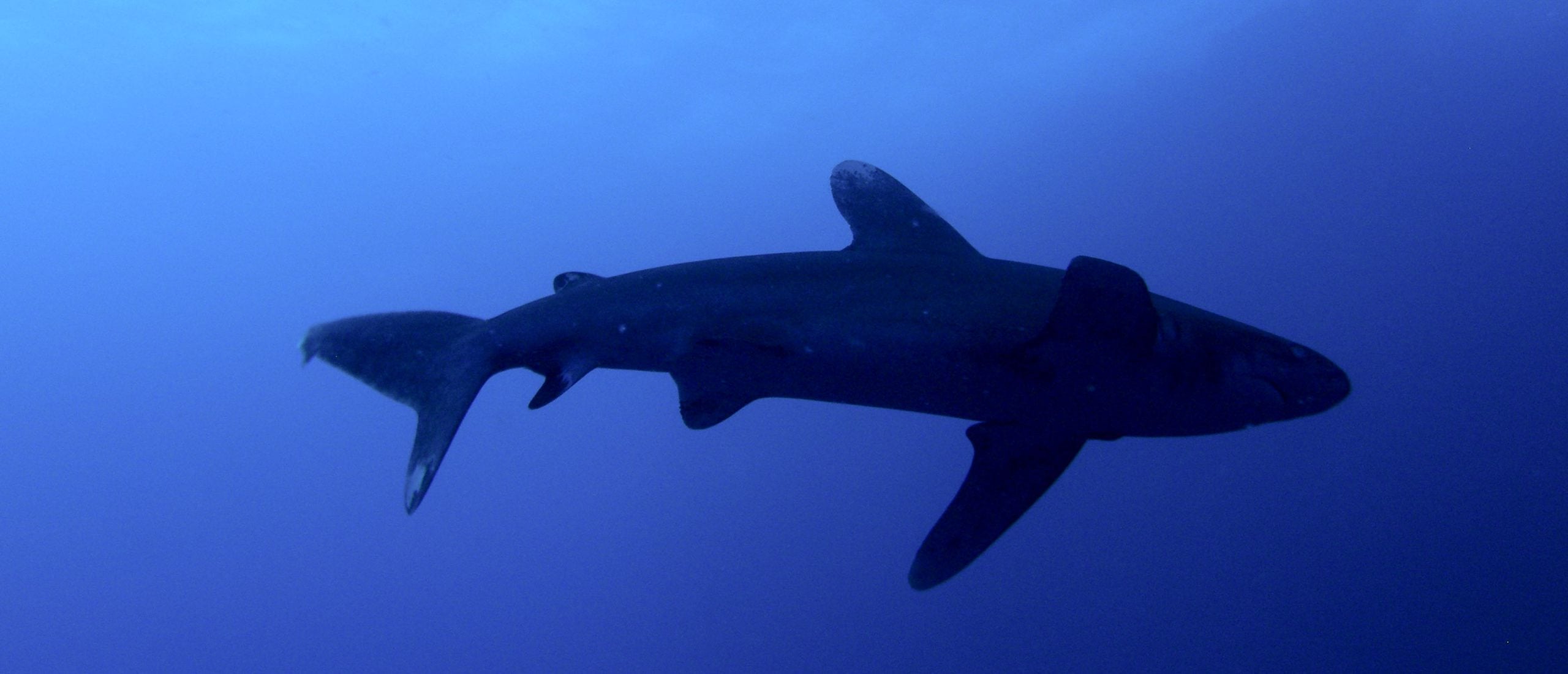 Longimanus