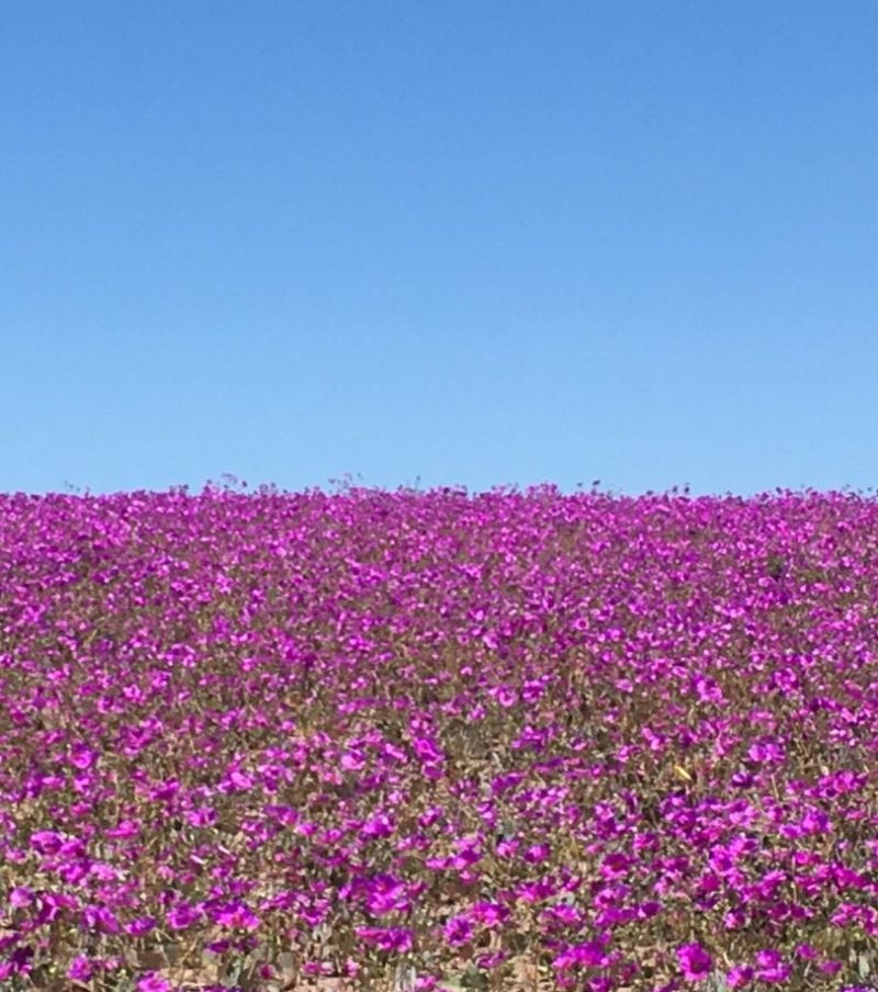 Desierto Florido Coquimbo - Atacama
