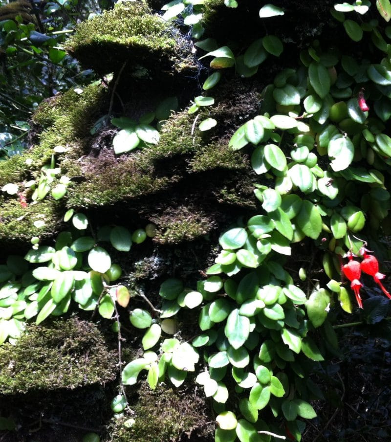 Fray Jorge Forest