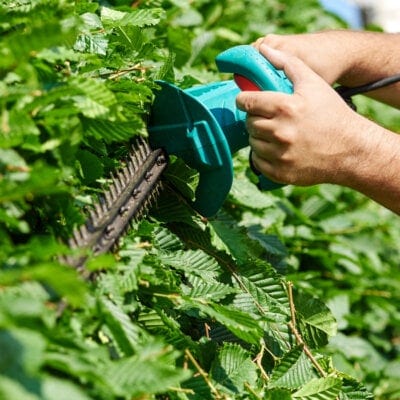 Tree Trimming Near Me