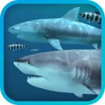 Sharks 3D 2.1.1