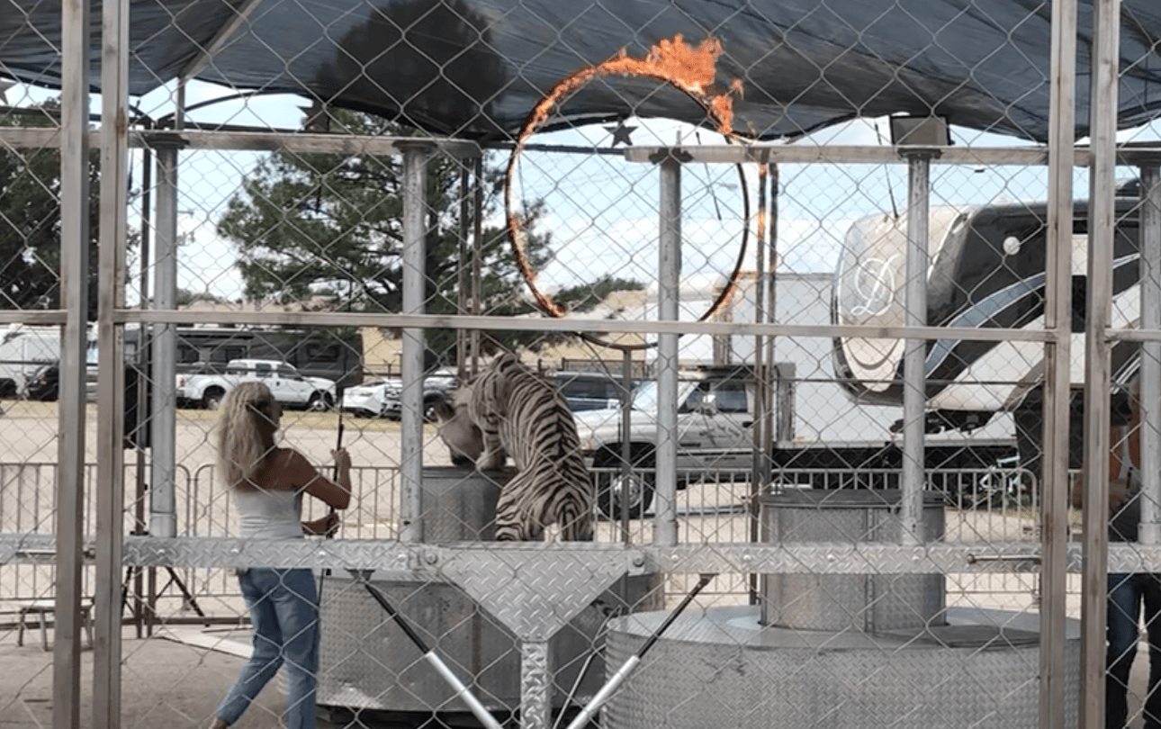 Why is the Big Cat Public Safety Act important?