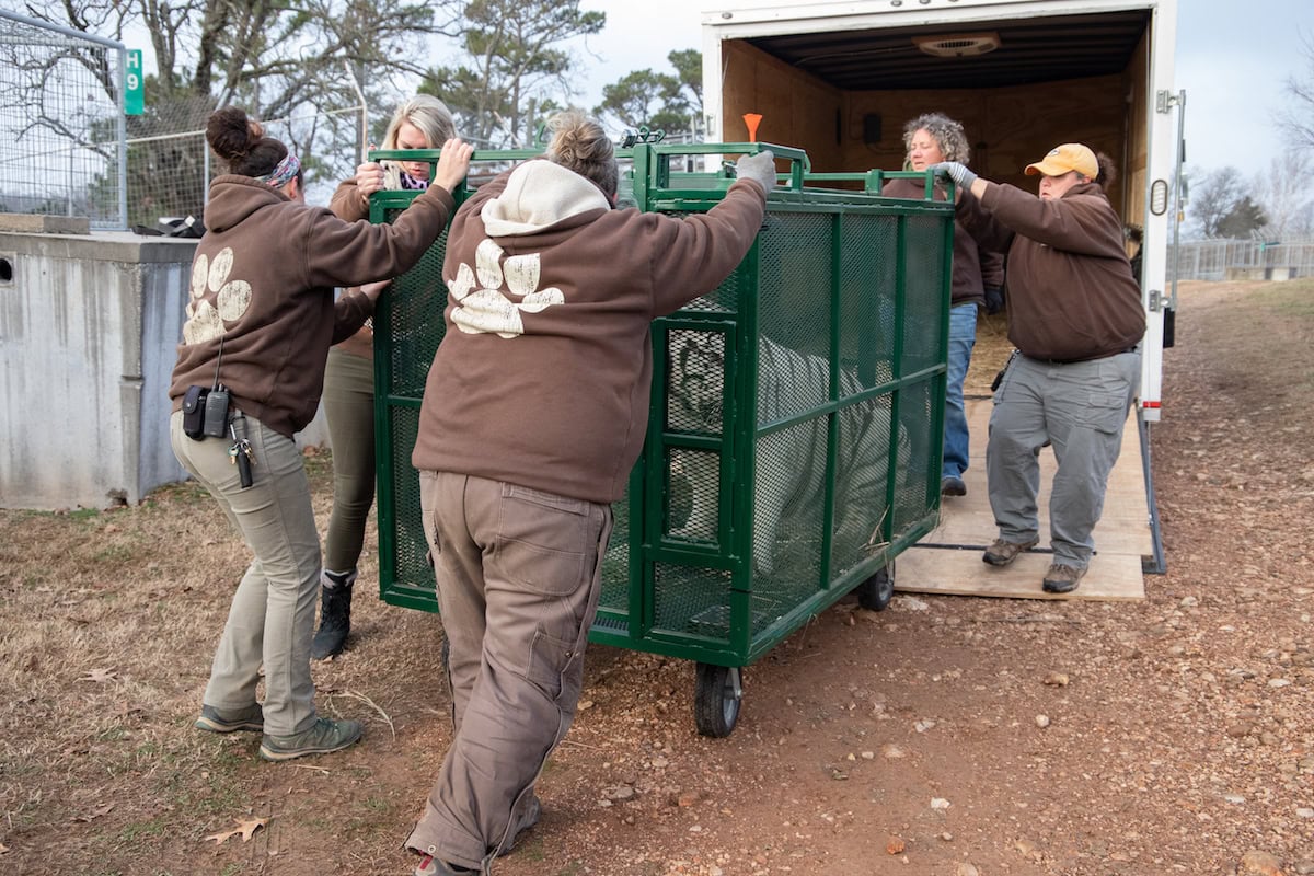 Big Cat Rescue: From Transport to Integration