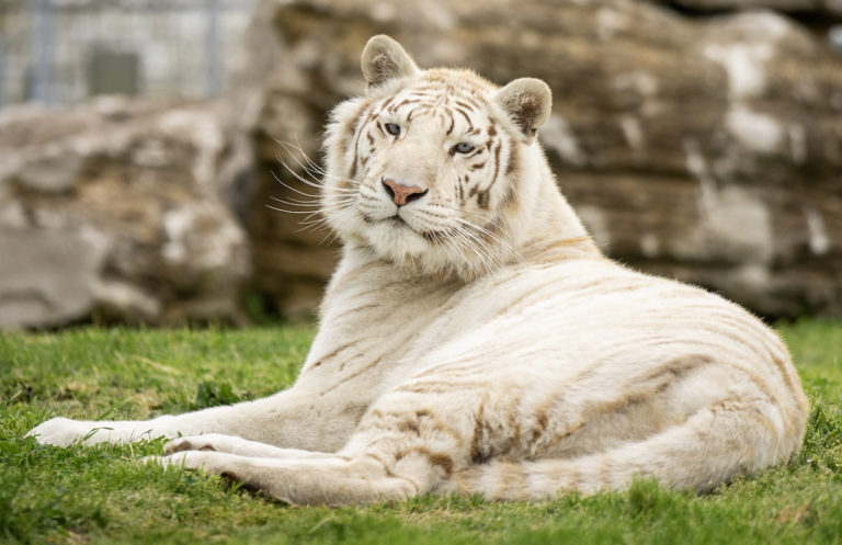 Big Cat Rescue and Refuge Care