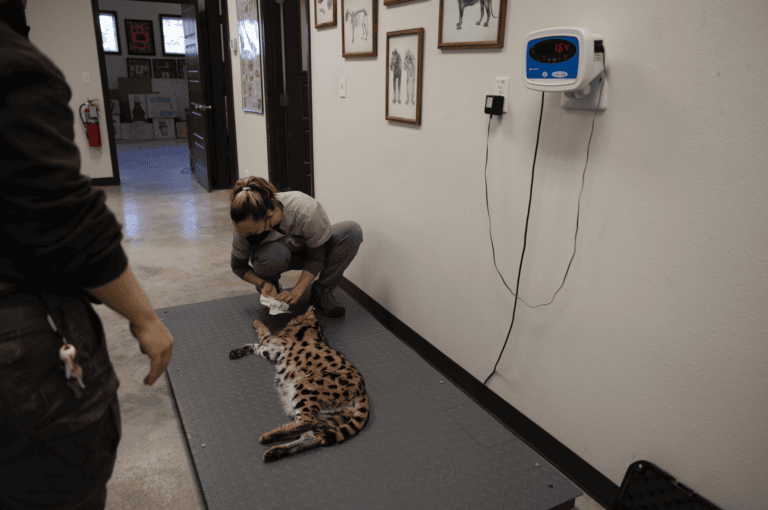 Mondo serval weight check for lifelong care