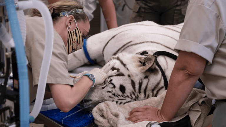 Donner white tiger surgery