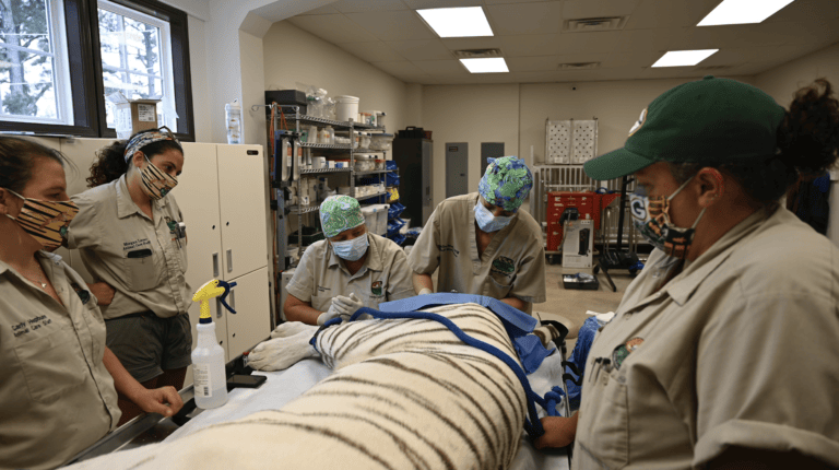 Glacier tiger veterinary exam