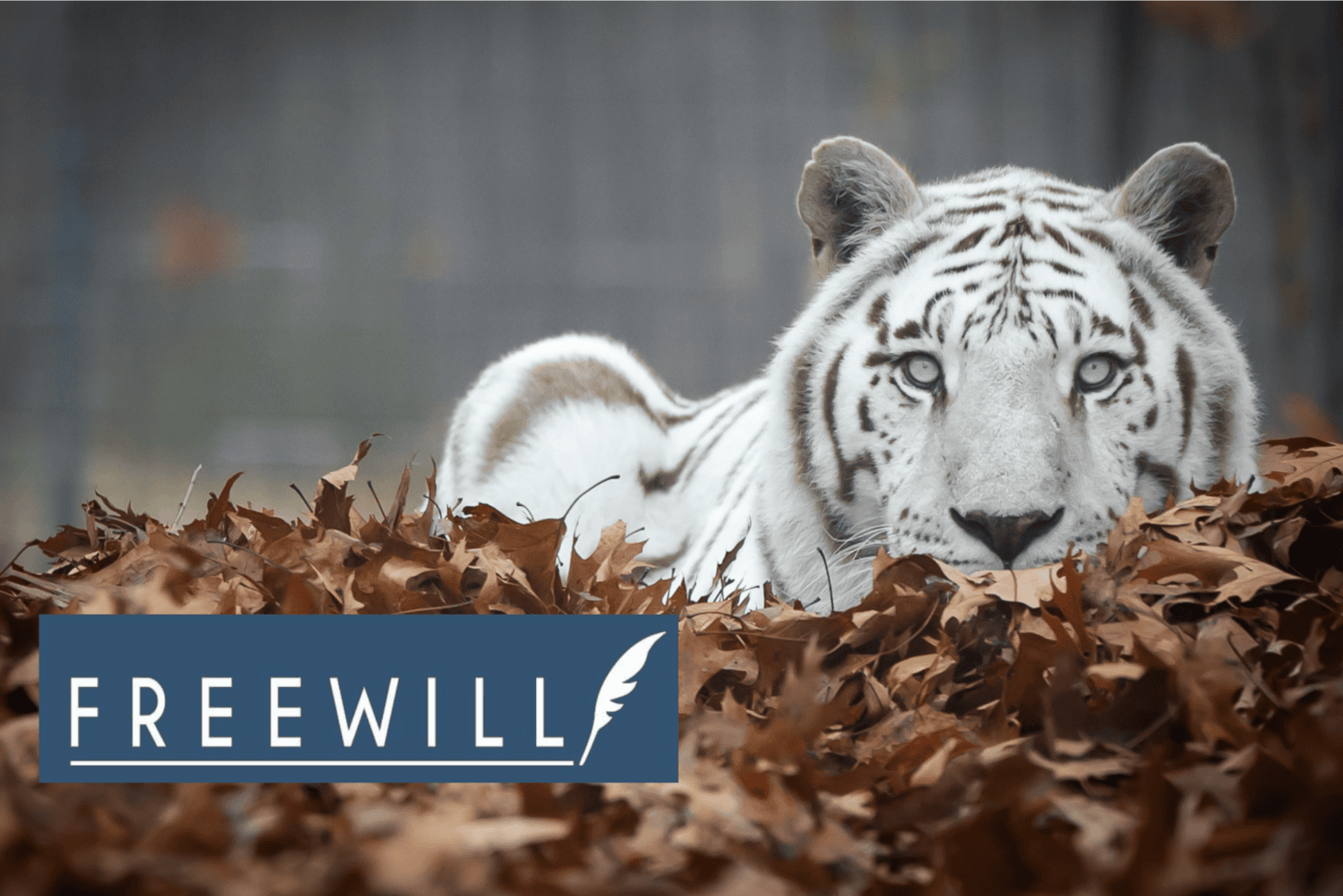 FreeWill & Legacy Giving