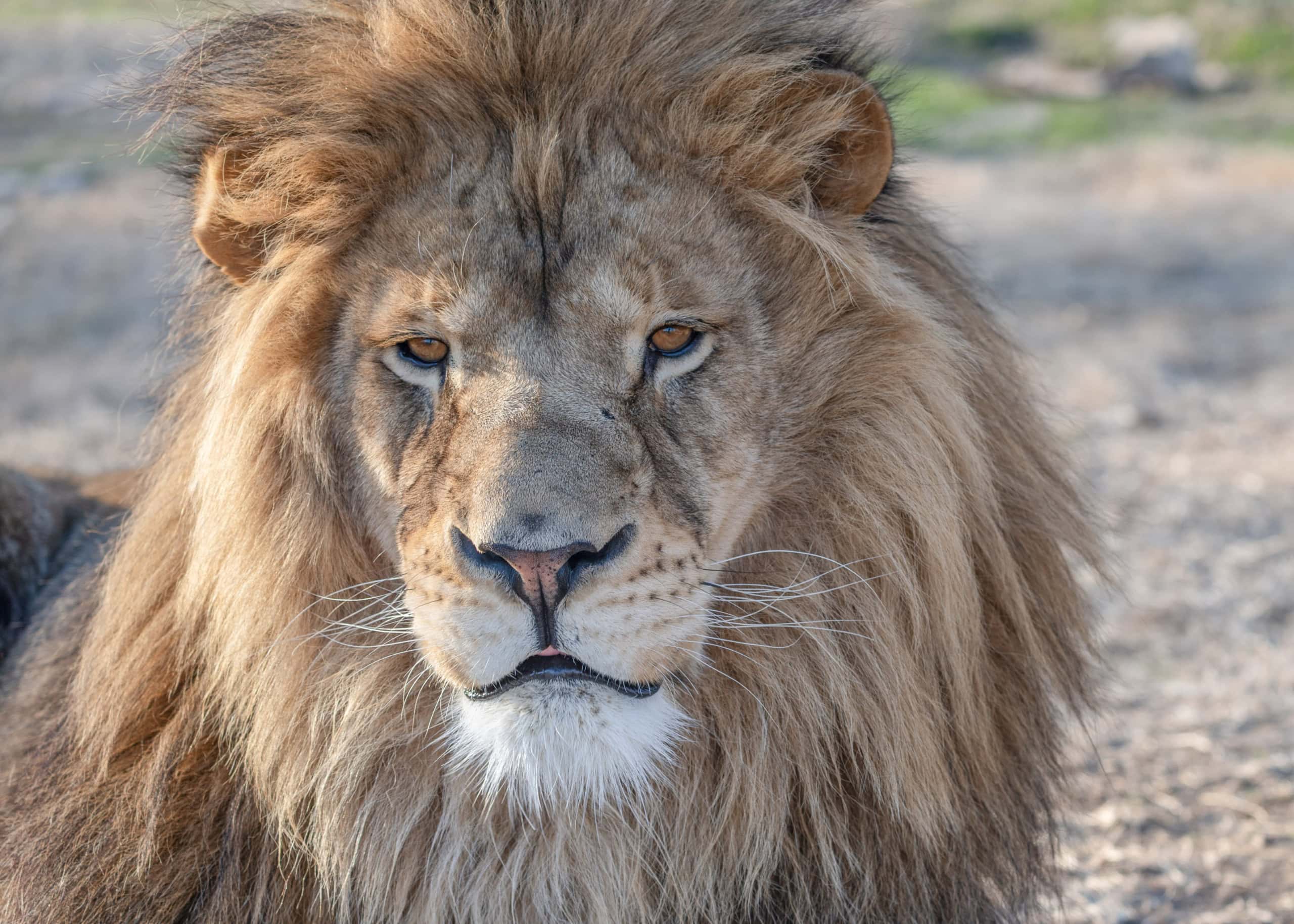 Whether or not you find it in your heart to support our Refuge through your generous donations, there are always other ways to help.
