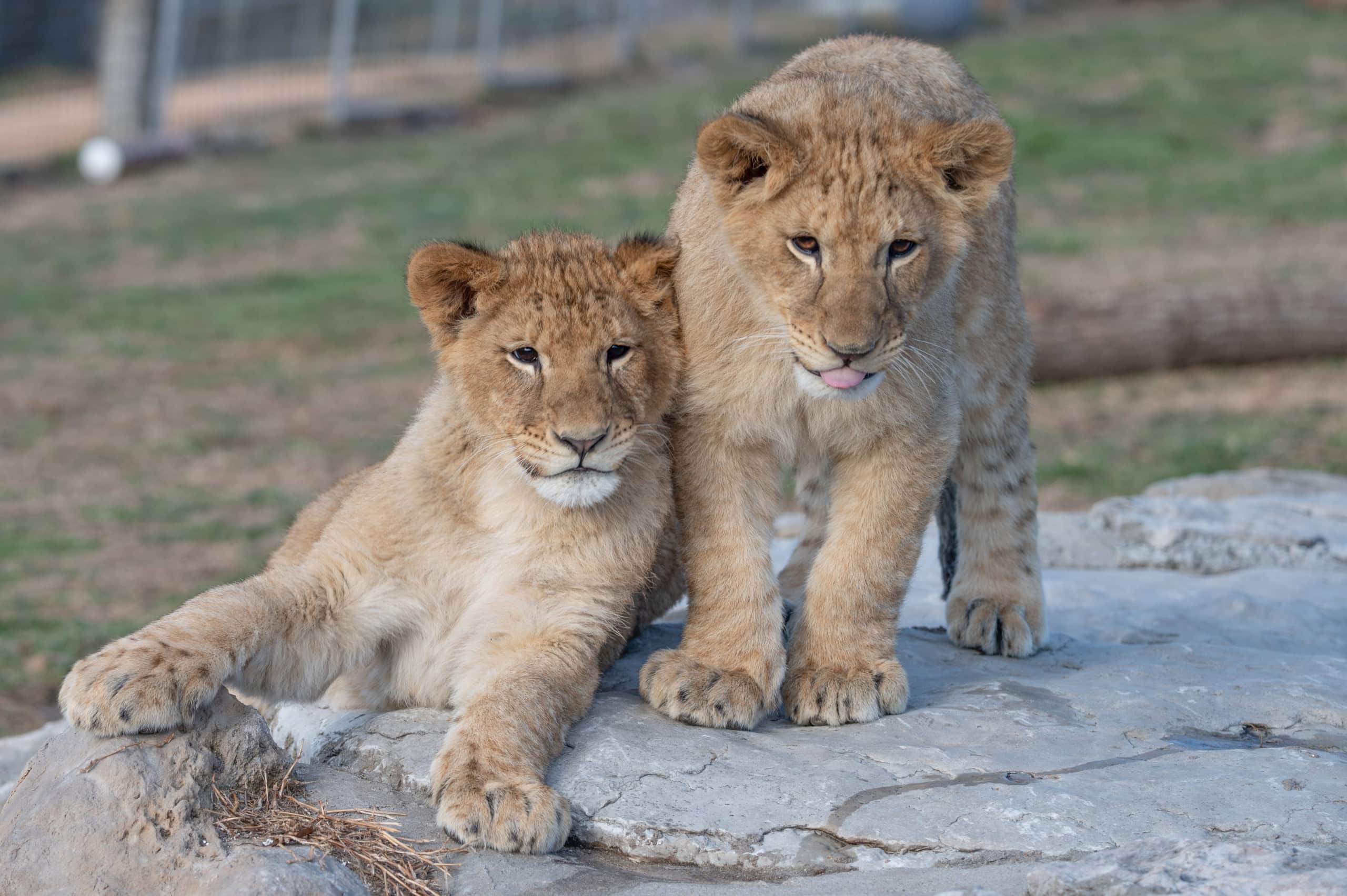 Born in Captivity. Wild Within