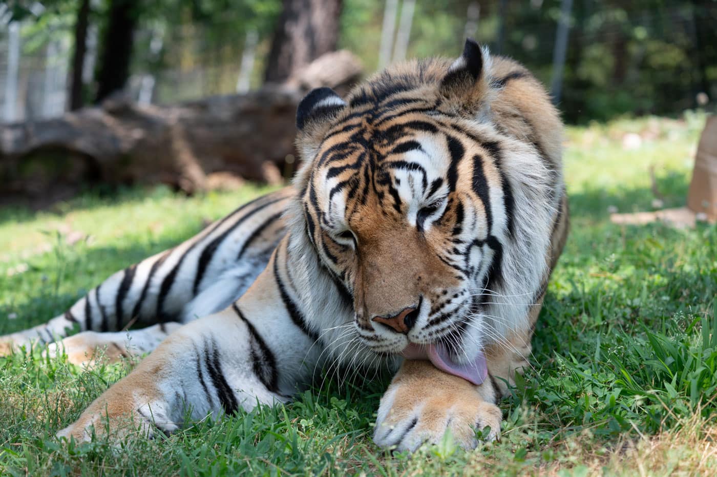 To Rescue and Provide Lifetime Sanctuary for Captive Wild Animals
