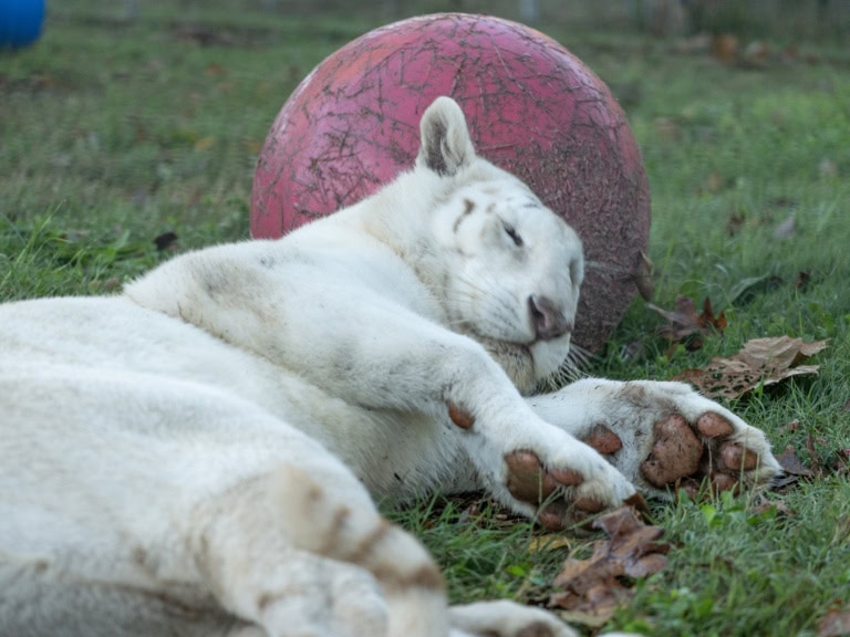 Double Your Impact. Protect Turpentine Creek’s Big Cats With an Employer Matched Donation.