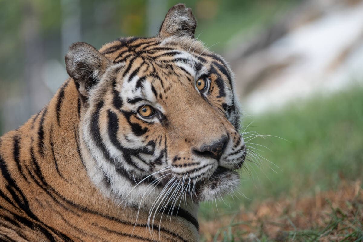 Donate to Big Cat Rescue & Lifetime Sanctuary Care