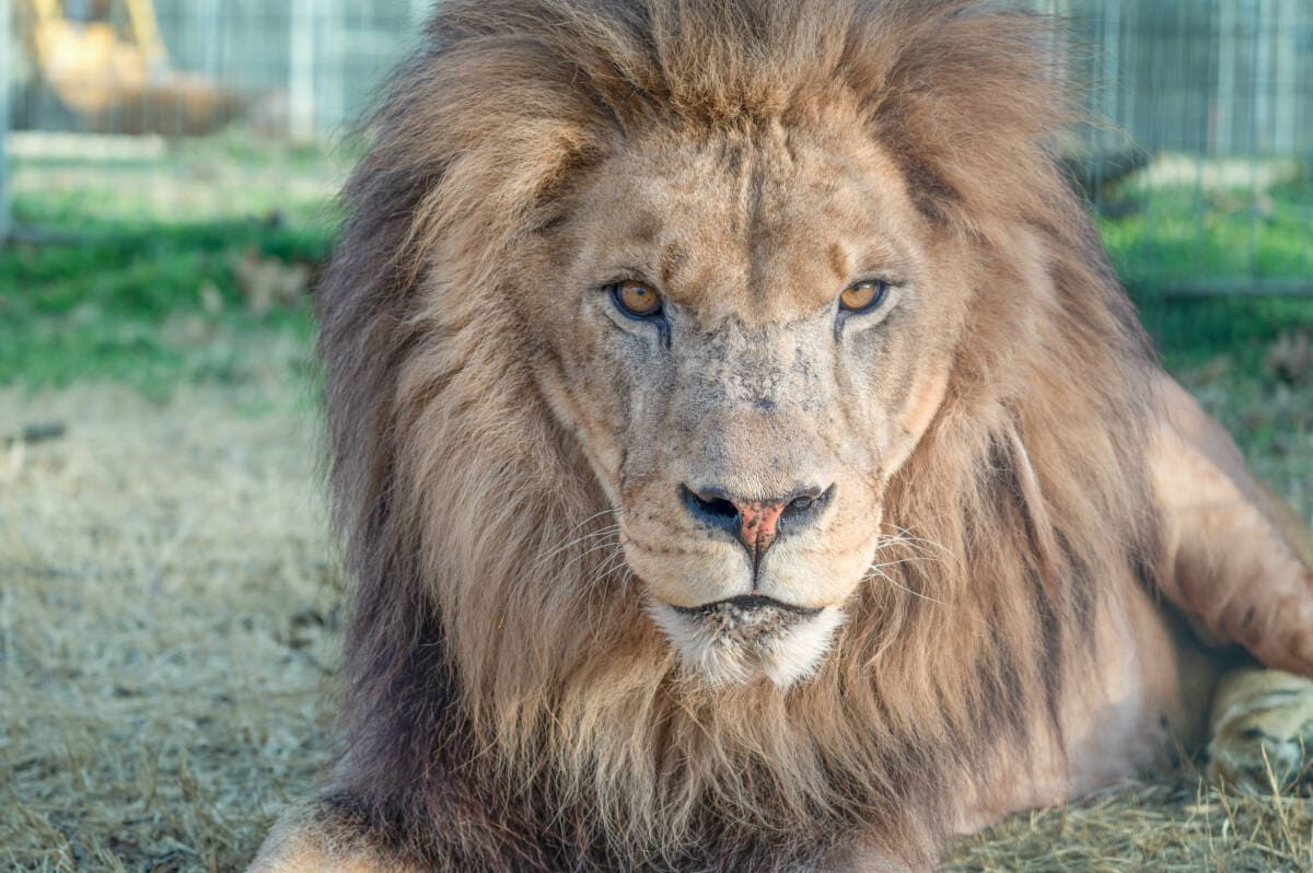 Samson: From Neglect to Lifelong Care