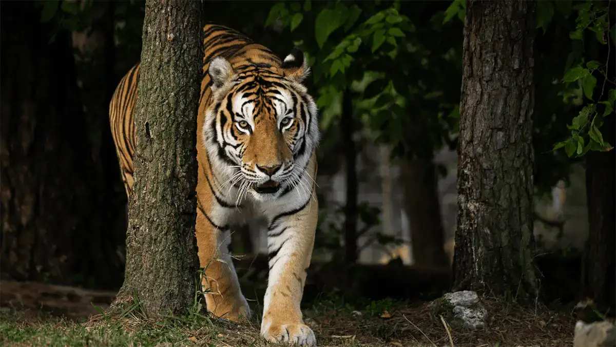 Explore, Learn, and Be Inspired by the Animals We Protect Forever