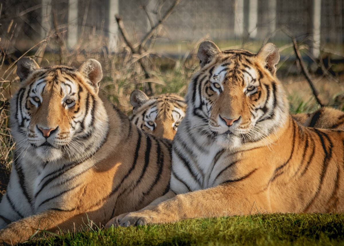 Tiger Cam