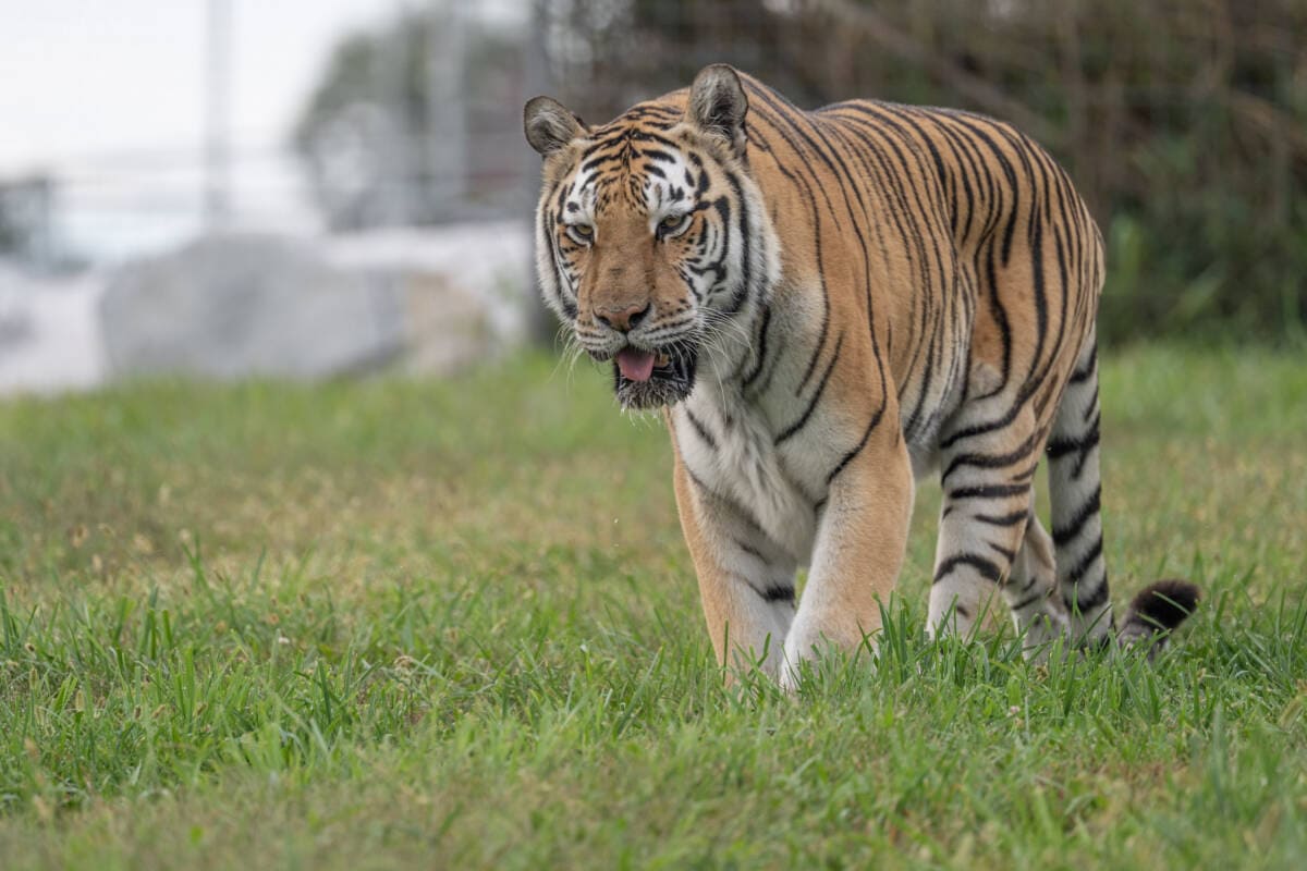 Tiger Cam