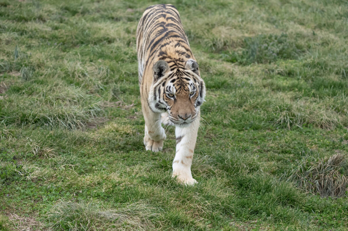 Tiger Cam