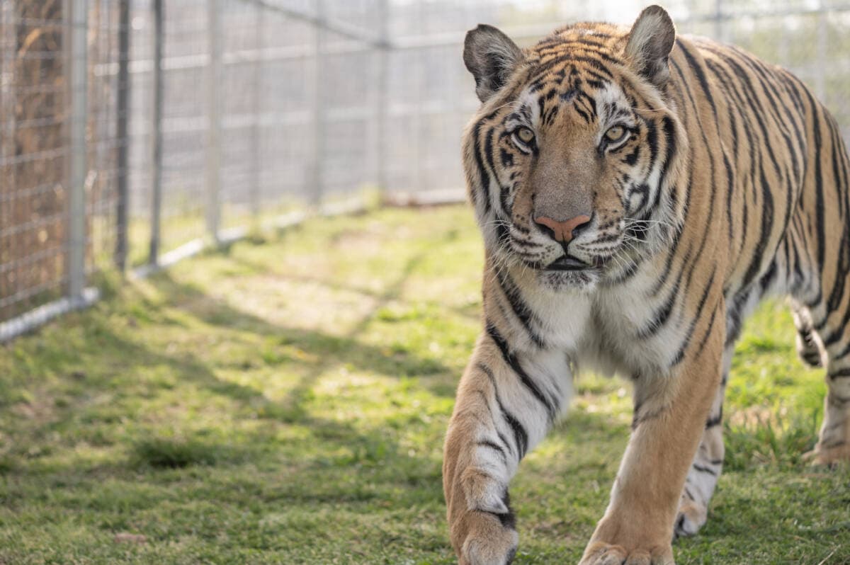 Tiger Cam