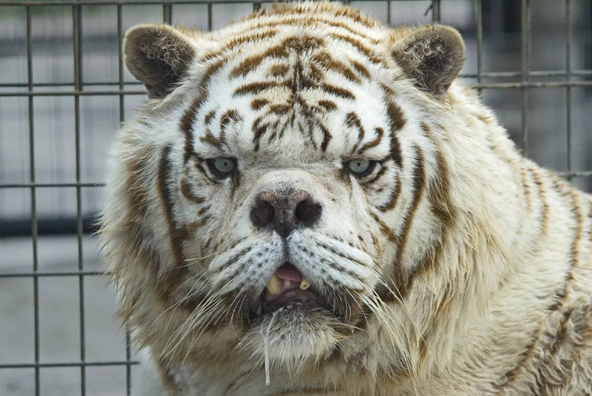Help Animals Like Kenny, the White Tiger with "Down Syndrome"