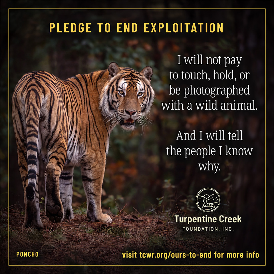I will not pay to touch, hold, or be photographed with a captive wild animal. And I will tell the people I know why.