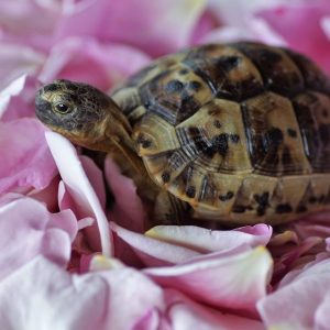 images_articles_tortue-fracture@2x