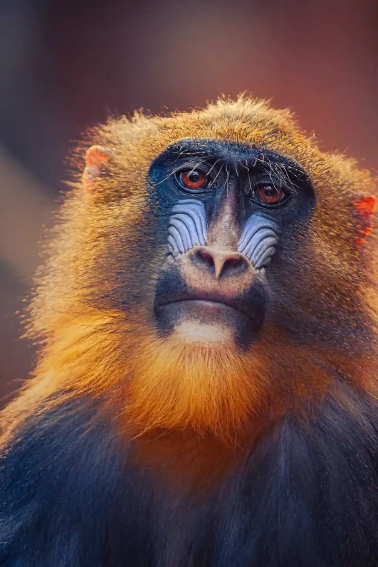 Portrait Mandrill Colour